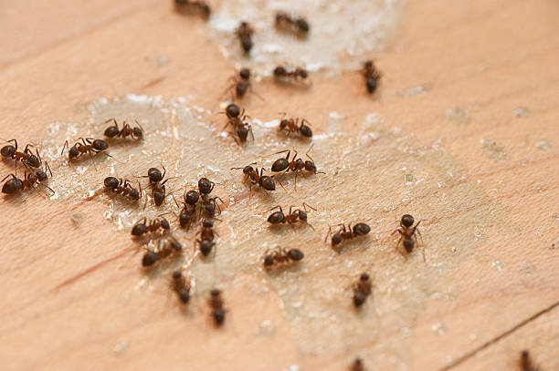 Best Affordable Pest Control Services  in Columbus, MN